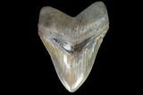 Serrated, Fossil Megalodon Tooth - Georgia #99329-1